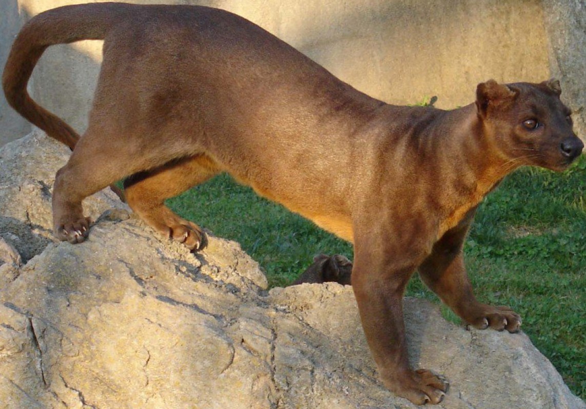 Awesome Animals